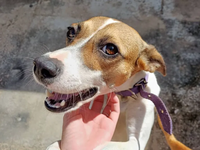 Cachorro raça SRD-ViraLata idade 3 anos nome Luna 