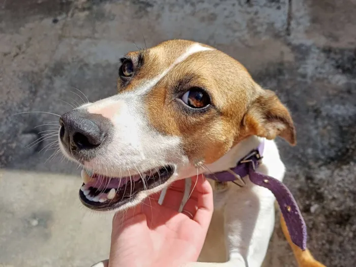 Cachorro raça SRD-ViraLata idade 3 anos nome Luna 