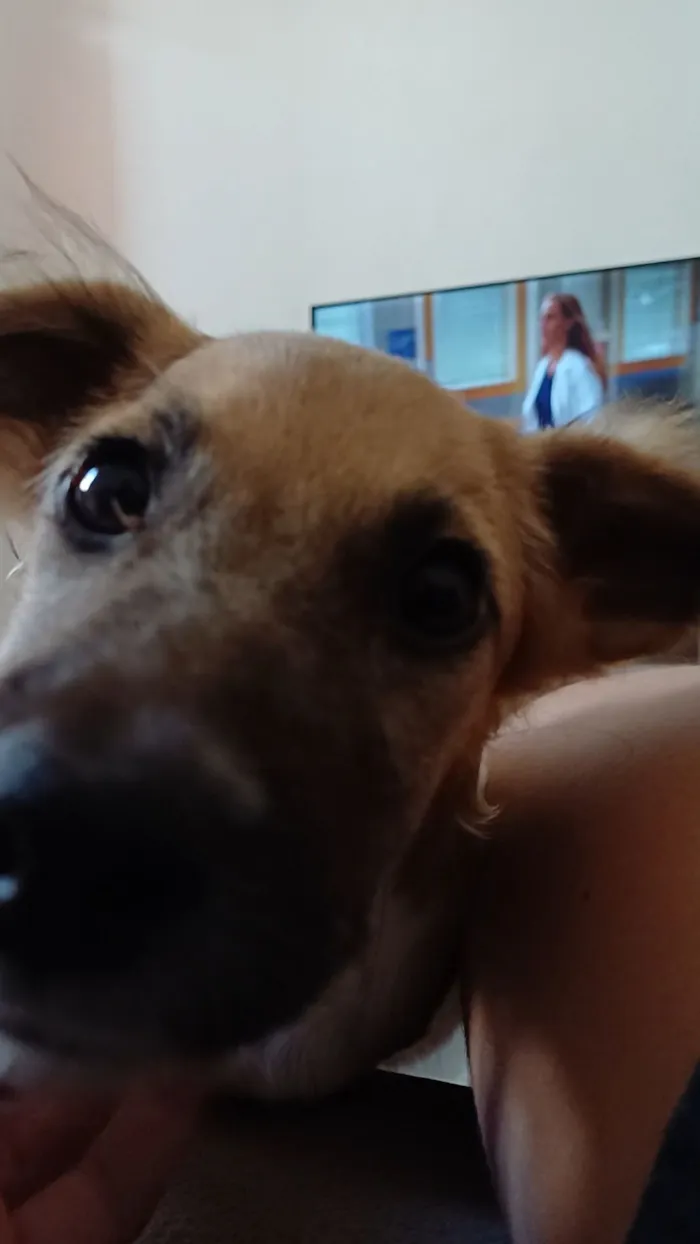 Cachorro raça SRD-ViraLata idade 1 ano nome Nalu