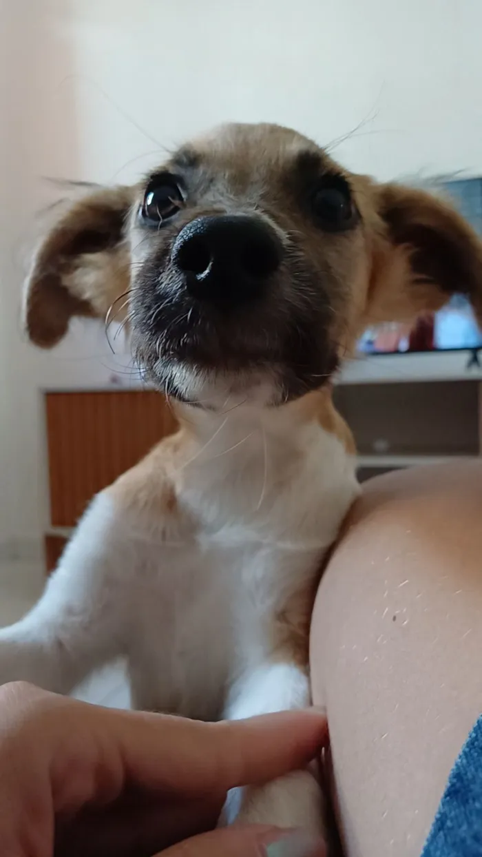 Cachorro raça SRD-ViraLata idade 1 ano nome Nalu