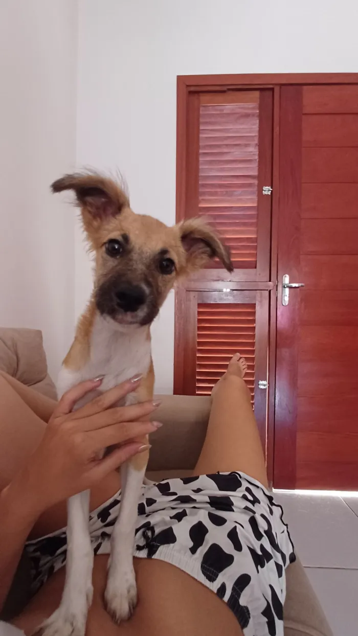 Cachorro raça SRD-ViraLata idade 1 ano nome Nalu