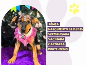 Cachorro raça SRD-ViraLata idade 2 a 6 meses nome Valentina 