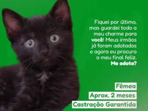 Gato raça SRD-ViraLata idade 2 a 6 meses nome Moana