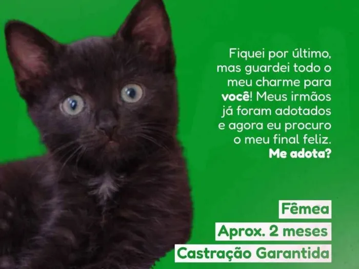 Gato raça SRD-ViraLata idade 2 a 6 meses nome Moana