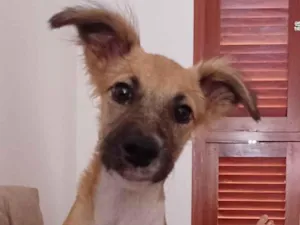 Cachorro raça SRD-ViraLata idade 1 ano nome Nalu