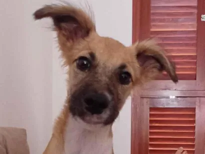 Cachorro raça SRD-ViraLata idade 1 ano nome Nalu
