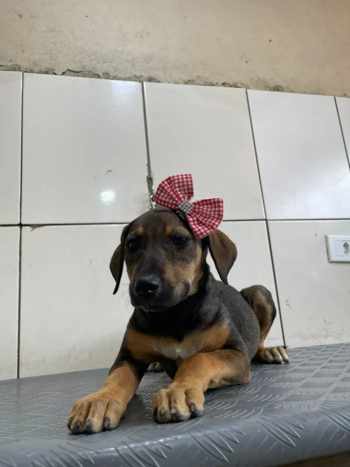 Cachorro raça SRD-ViraLata idade 2 a 6 meses nome Joelly 