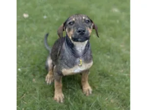 Cachorro raça SRD-ViraLata idade 2 a 6 meses nome Joelly 