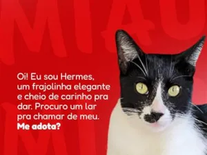 Gato raça SRD-ViraLata idade 7 a 11 meses nome Hermes