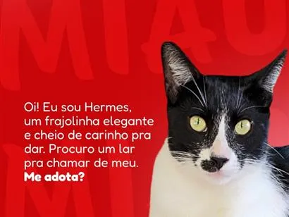 Gato raça SRD-ViraLata idade 7 a 11 meses nome Hermes