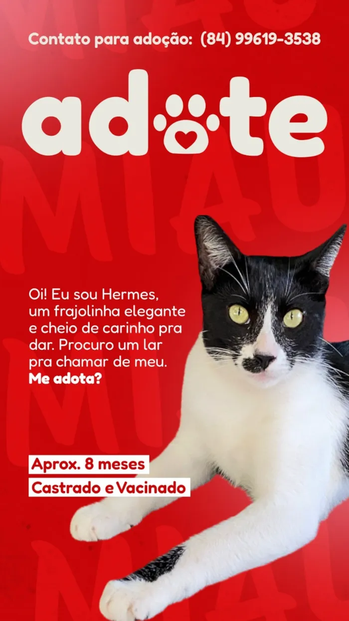 Gato raça SRD-ViraLata idade 7 a 11 meses nome Hermes