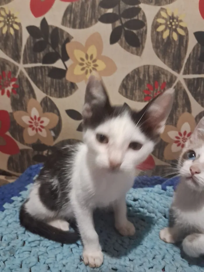 Cachorro raça SRD-ViraLata idade 2 a 6 meses nome Gatinhos da coitadolandia