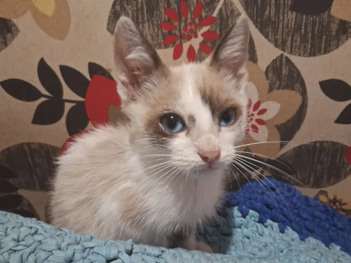 Cachorro raça SRD-ViraLata idade 2 a 6 meses nome Gatinhos da coitadolandia