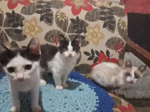 Cachorro raça SRD-ViraLata idade 2 a 6 meses nome Gatinhos da coitadolandia