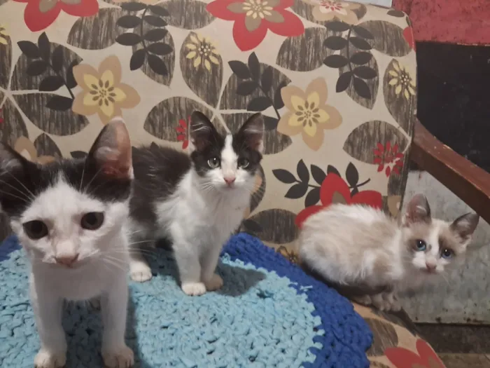 Cachorro raça SRD-ViraLata idade 2 a 6 meses nome Gatinhos da coitadolandia