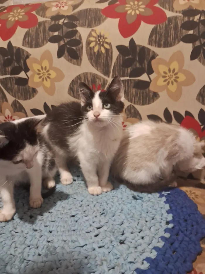 Cachorro raça SRD-ViraLata idade 2 a 6 meses nome Gatinhos da coitadolandia