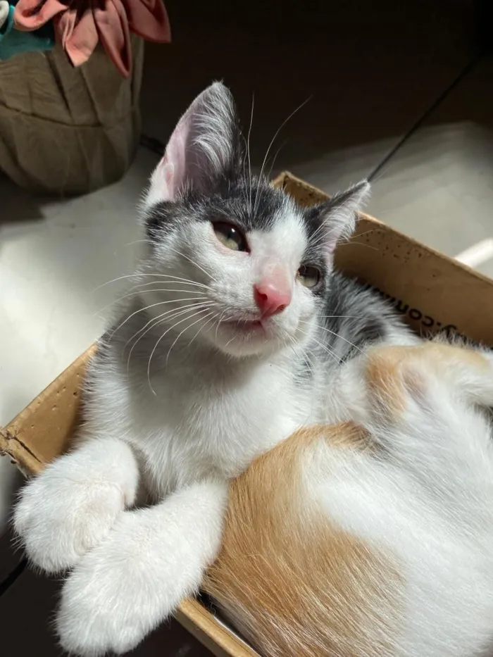 Gato raça SRD-ViraLata idade 2 a 6 meses nome Frajola