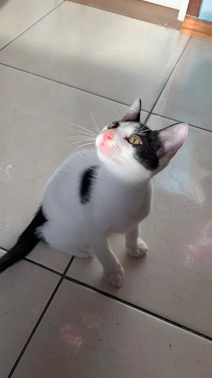 Gato raça SRD-ViraLata idade 2 a 6 meses nome Frajola