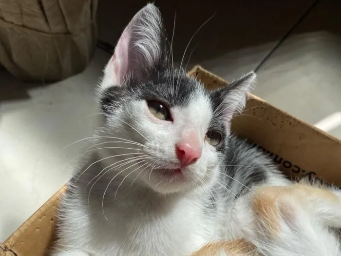 Gato raça SRD-ViraLata idade 2 a 6 meses nome Frajola