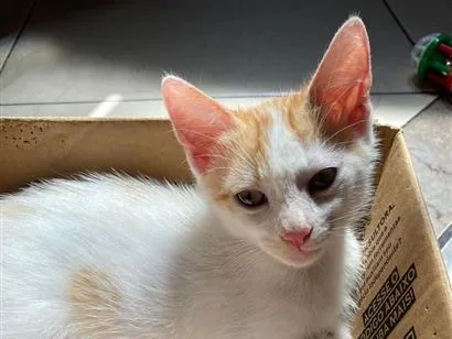 Gato raça SRD-ViraLata idade 2 a 6 meses nome Manguito