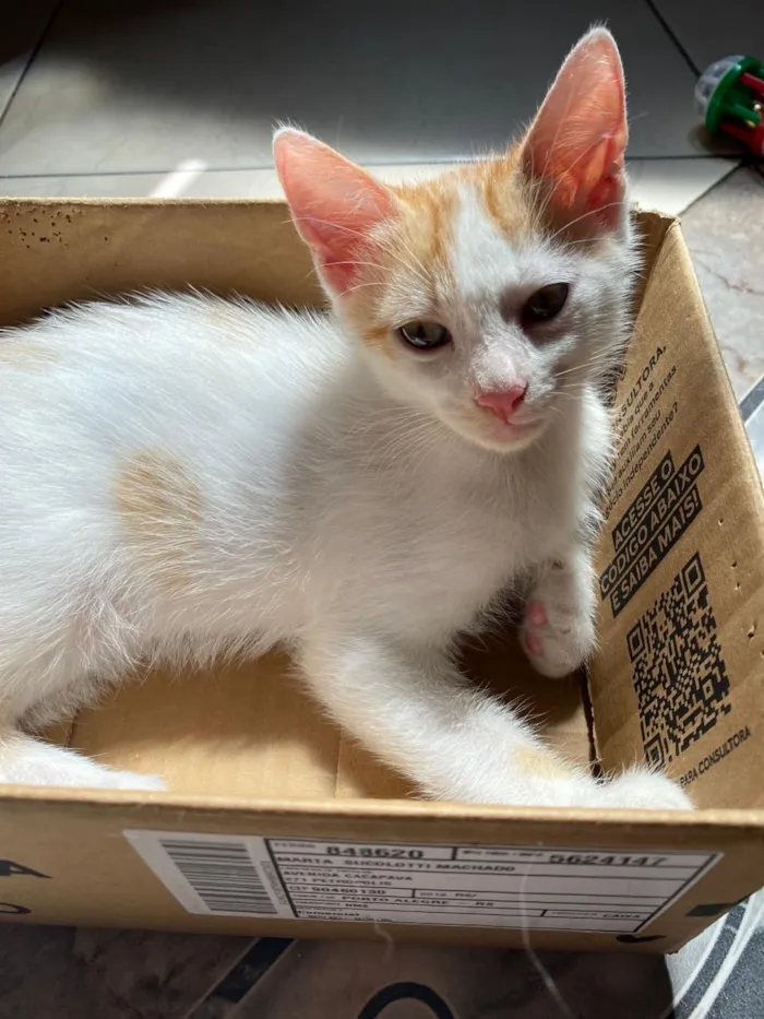 Gato raça SRD-ViraLata idade 2 a 6 meses nome Manguito