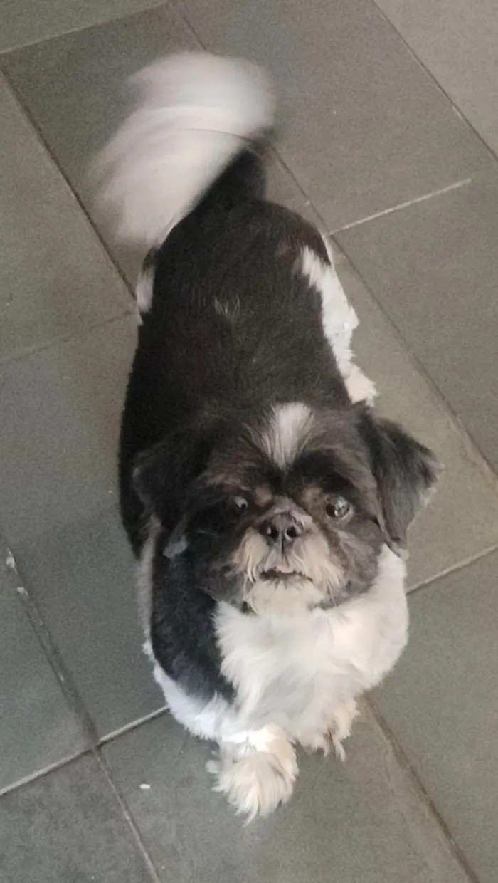 Cachorro raça Shitzu idade 6 ou mais anos nome Romeu