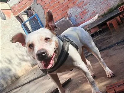 Cachorro raça SRD-ViraLata idade 2 anos nome Ice 