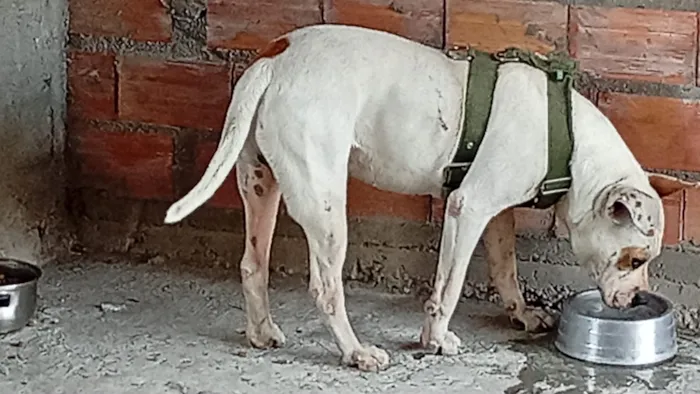 Cachorro raça SRD-ViraLata idade 2 anos nome Ice 