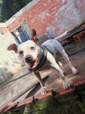 Cachorro raça SRD-ViraLata idade 2 anos nome Ice 
