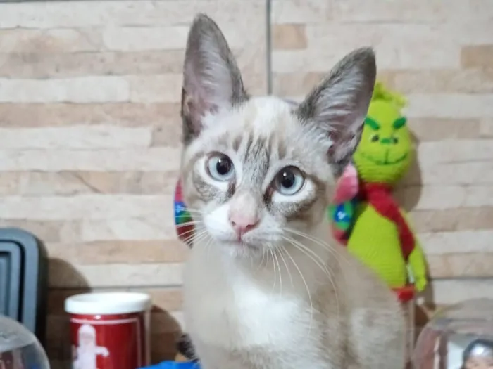 Gato raça SRD-ViraLata idade 2 a 6 meses nome thomas