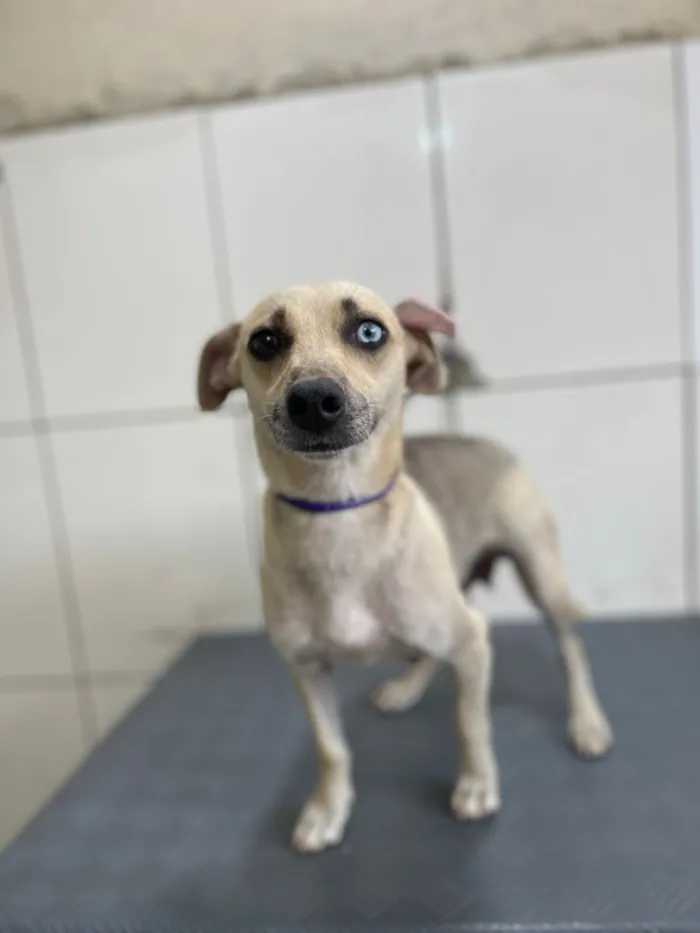 Cachorro raça SRD-ViraLata idade 1 ano nome Dora