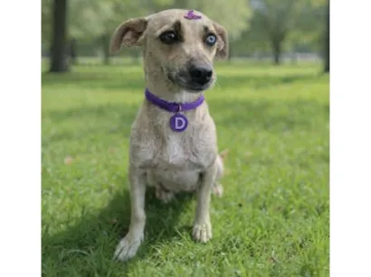 Cachorro raça SRD-ViraLata idade 1 ano nome Dora