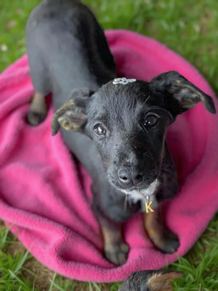 Cachorro raça SRD-ViraLata idade 2 a 6 meses nome Kira