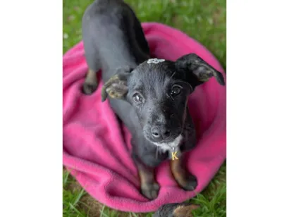 Cachorro raça SRD-ViraLata idade 2 a 6 meses nome Kira