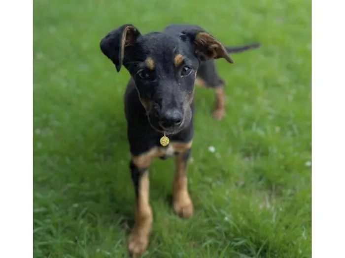 Cachorro raça SRD-ViraLata idade 2 a 6 meses nome Jade