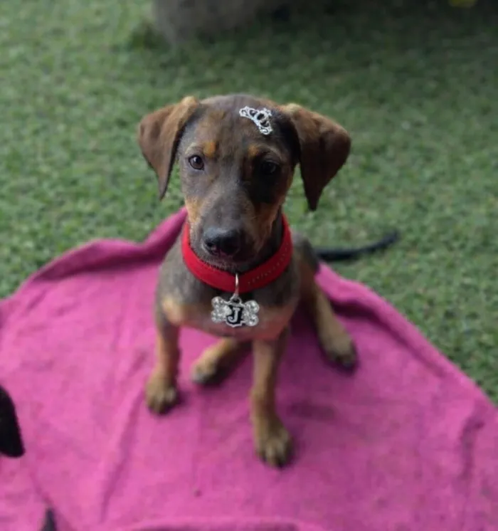 Cachorro raça SRD-ViraLata idade 2 a 6 meses nome Maya