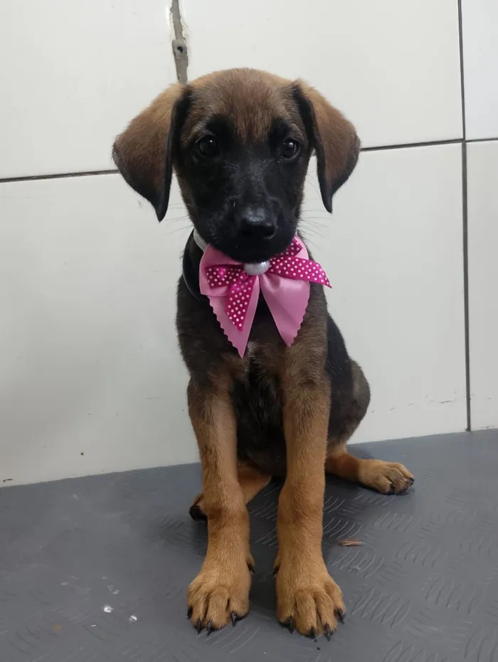 Cachorro raça SRD-ViraLata idade 2 a 6 meses nome Maya