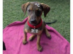 Cachorro raça SRD-ViraLata idade 2 a 6 meses nome Maya