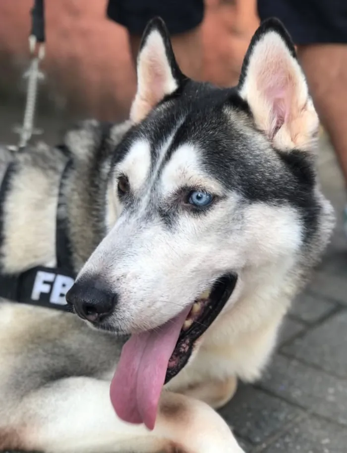 Cachorro raça Husky Siberiano idade 4 anos nome Lobo