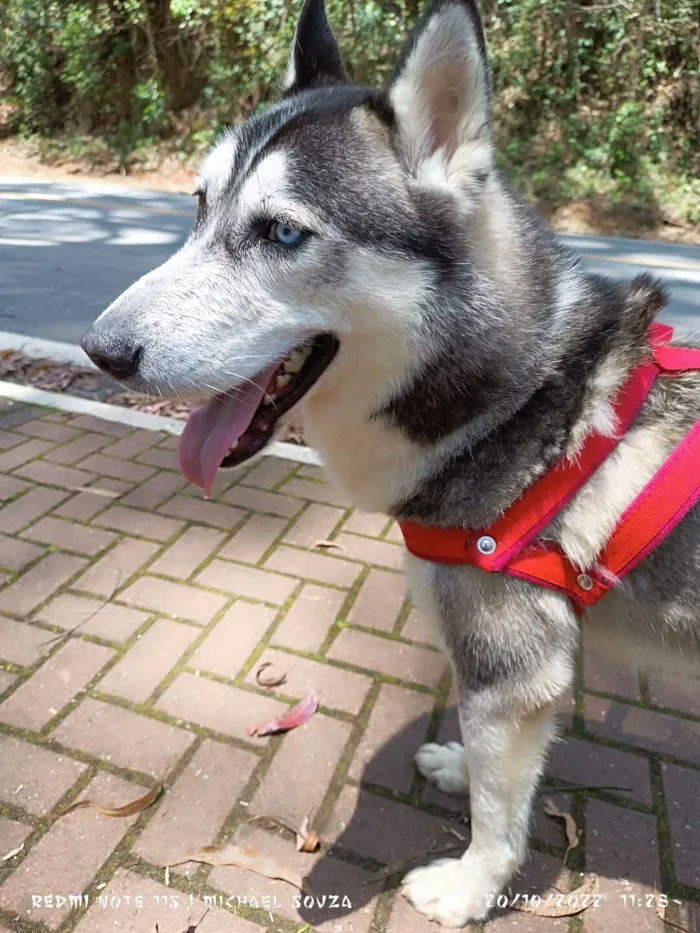 Cachorro raça Husky Siberiano idade 4 anos nome Lobo