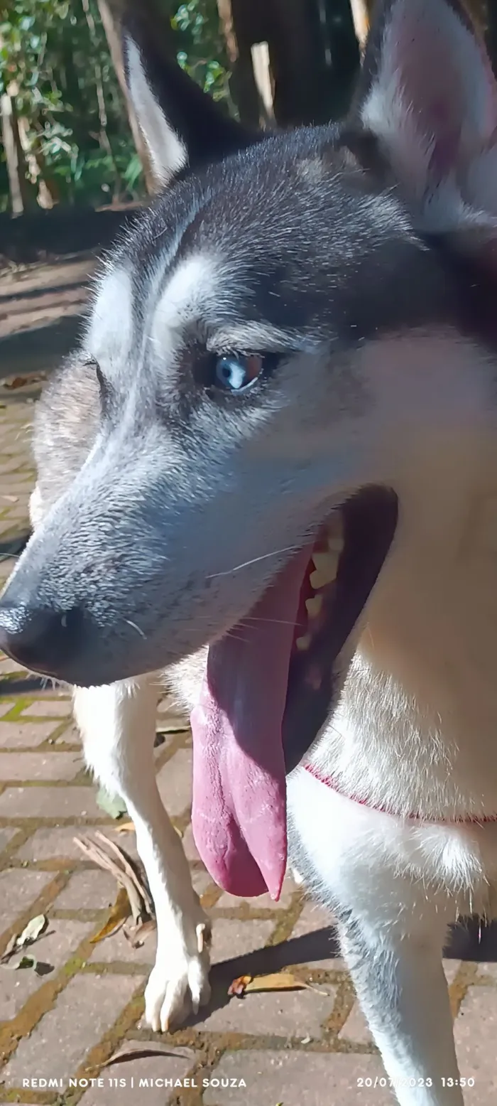 Cachorro raça Husky Siberiano idade 4 anos nome Lobo