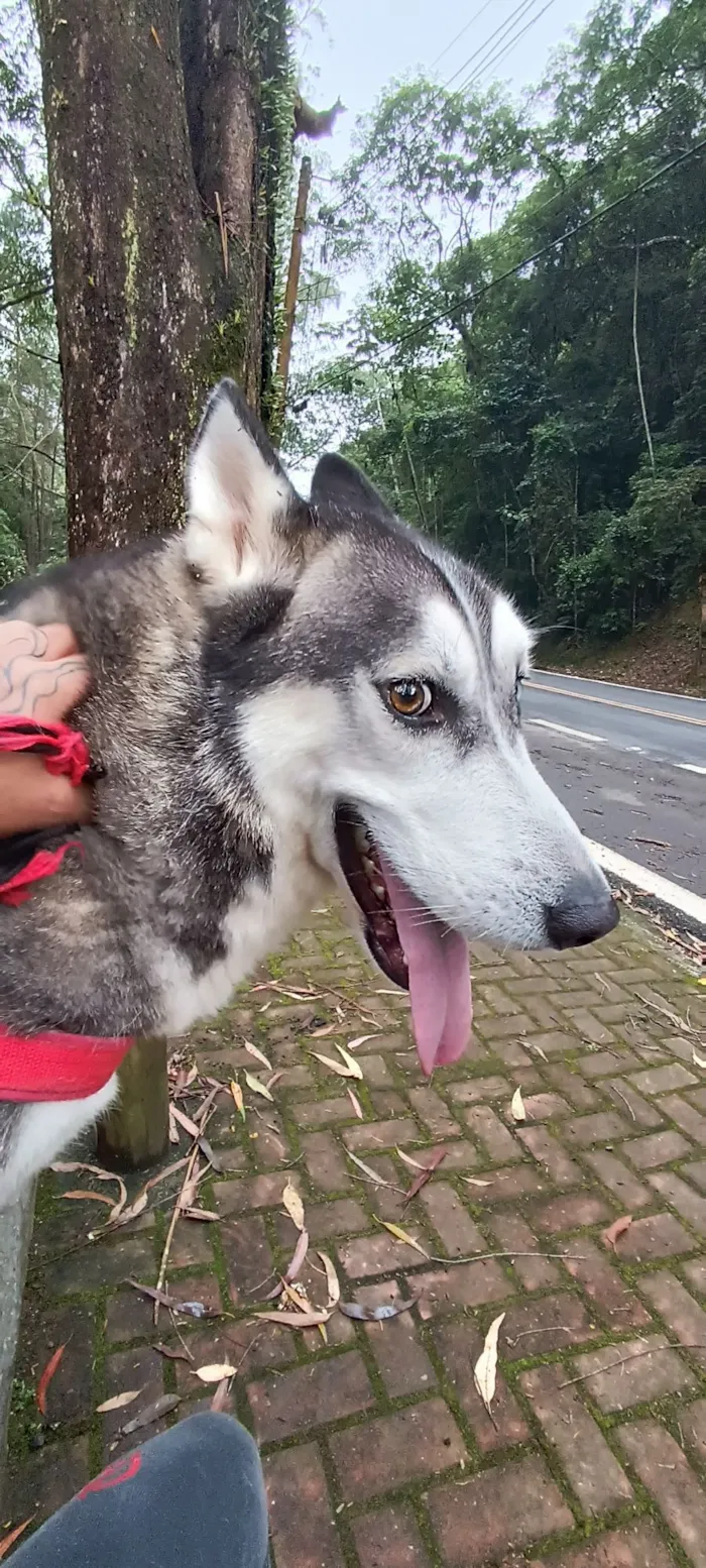 Cachorro raça Husky Siberiano idade 4 anos nome Lobo