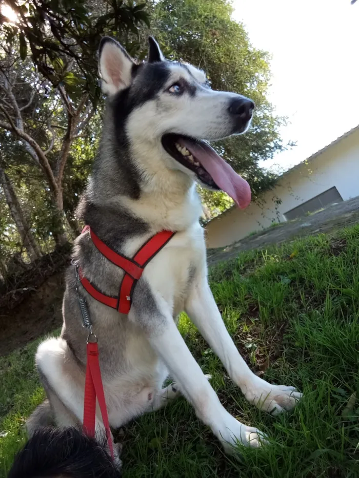 Cachorro raça Husky Siberiano idade 4 anos nome Lobo