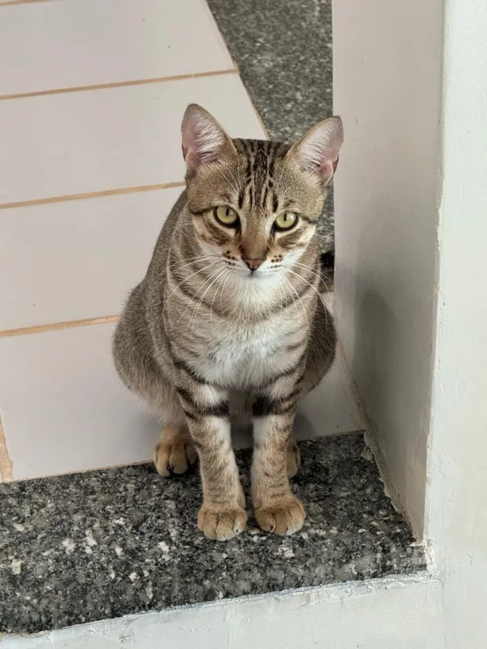 Gato raça SRD-ViraLata idade 2 anos nome Luk