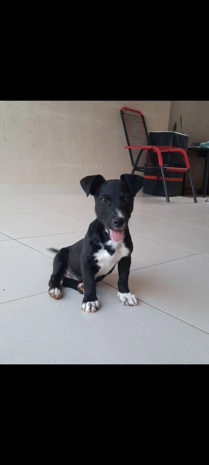Cachorro raça SRD-ViraLata idade 7 a 11 meses nome Thor