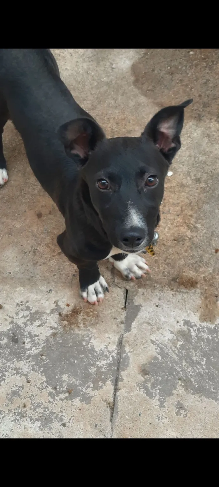 Cachorro raça SRD-ViraLata idade 7 a 11 meses nome Thor