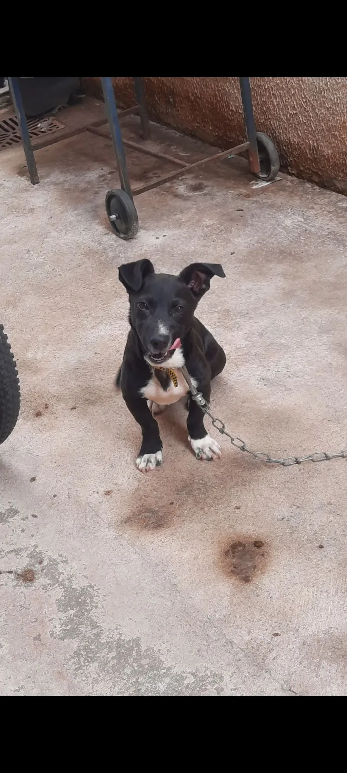 Cachorro raça SRD-ViraLata idade 7 a 11 meses nome Thor