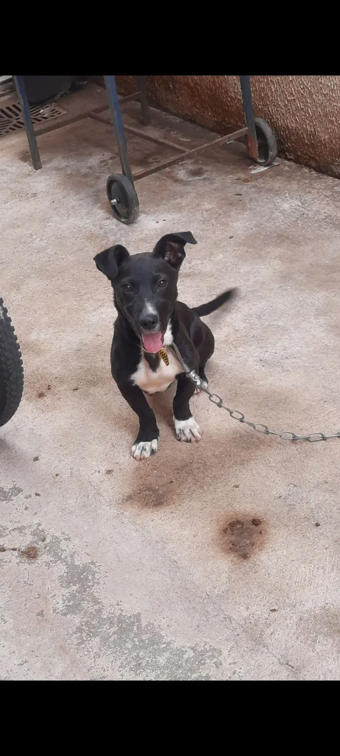 Cachorro raça SRD-ViraLata idade 7 a 11 meses nome Thor