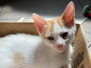 Gato raça SRD-ViraLata idade 2 a 6 meses nome Manguito