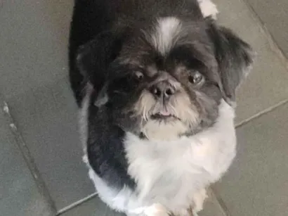 Cachorro raça Shitzu idade 6 ou mais anos nome Romeu